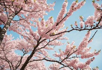  Cherry Blossom Delights: A Romantic Illustration of Nature's Petal Magic 