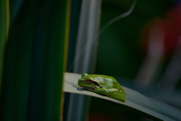 Closeup of green leaf frog