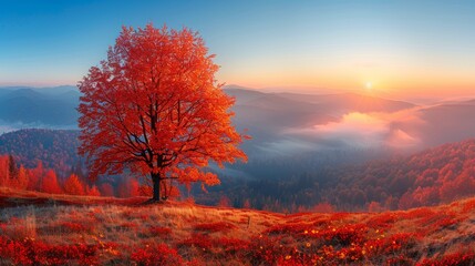 Stunning autumn morning in the Carpathian Mountains featuring a vibrant red tree against sunrise and fog-covered valleys.