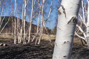 un tronc de bouleau à l'écorce blanche sur fond d'une forêt