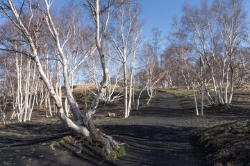 une forêt d'arbre aux troncs blancs sur un chemin au sol noir de terre volcanique