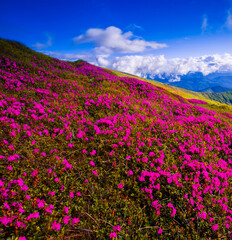Obraz premium Carpathians, Ukraine, Europe, summer blooming pink flowers on background mountains, floral summer landscape ...exclusive - this image is sell only on Adobe stock 