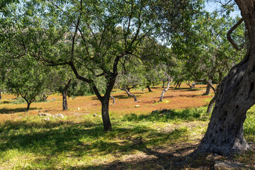 paysage méditerranéen à l'ombre d'un olivier