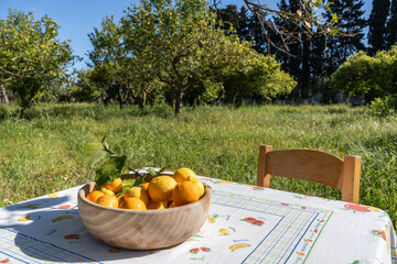 un saladier rempli de citron sur une table dans un champ de citronniers
