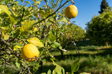 des citrons encore en branche dans un champ de citronniers