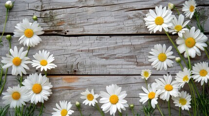 Obraz premium White chamomile flowers, natural background. An invitation card, a place for the text.