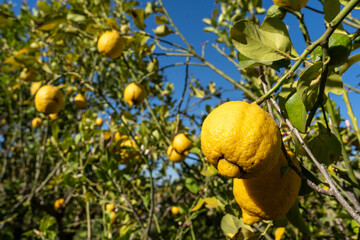 des citrons jaunes et murs accrochés à leurs branches 