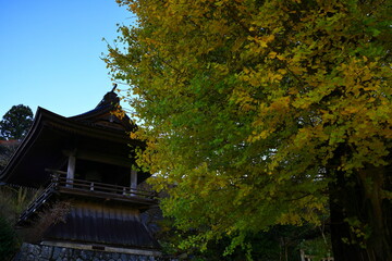 紅葉のイチョウ並木