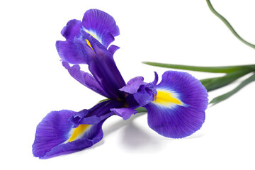 Naklejka premium Beautiful violet iris flower isolated on white