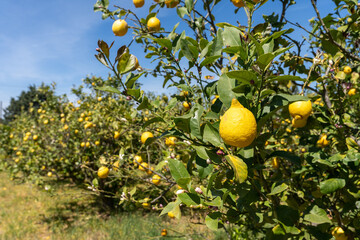des champs de citronniers couverts de fruits