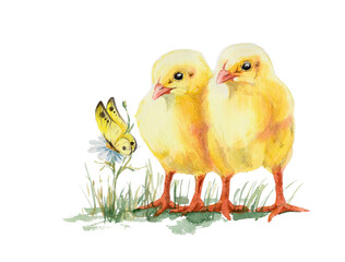 Chicken babies, yellow chickens. Painted in watercolor