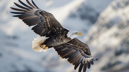 Fototapeta premium Majestic Bald Eagle Soaring Through the Air