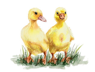 Duck chicks, yellow ducklings. Drawn in watercolor