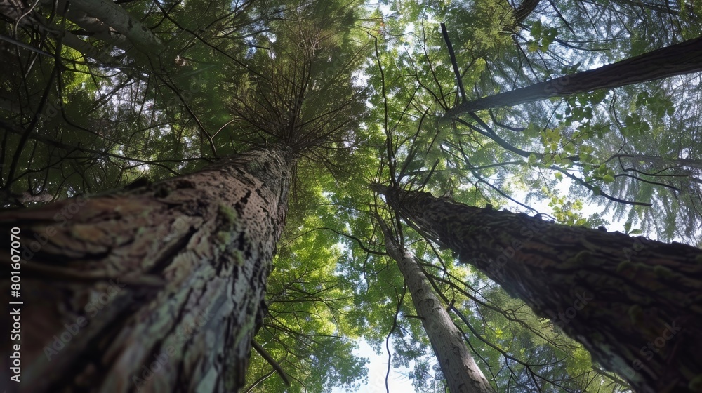 Poster a view from below of tall trees stretching towards the sky in a dense forest. the perspective highli