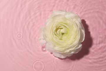 Beautiful white rose in water on pink background, top view. Space for text