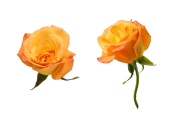 白背景のオレンジ色の薔薇の花首