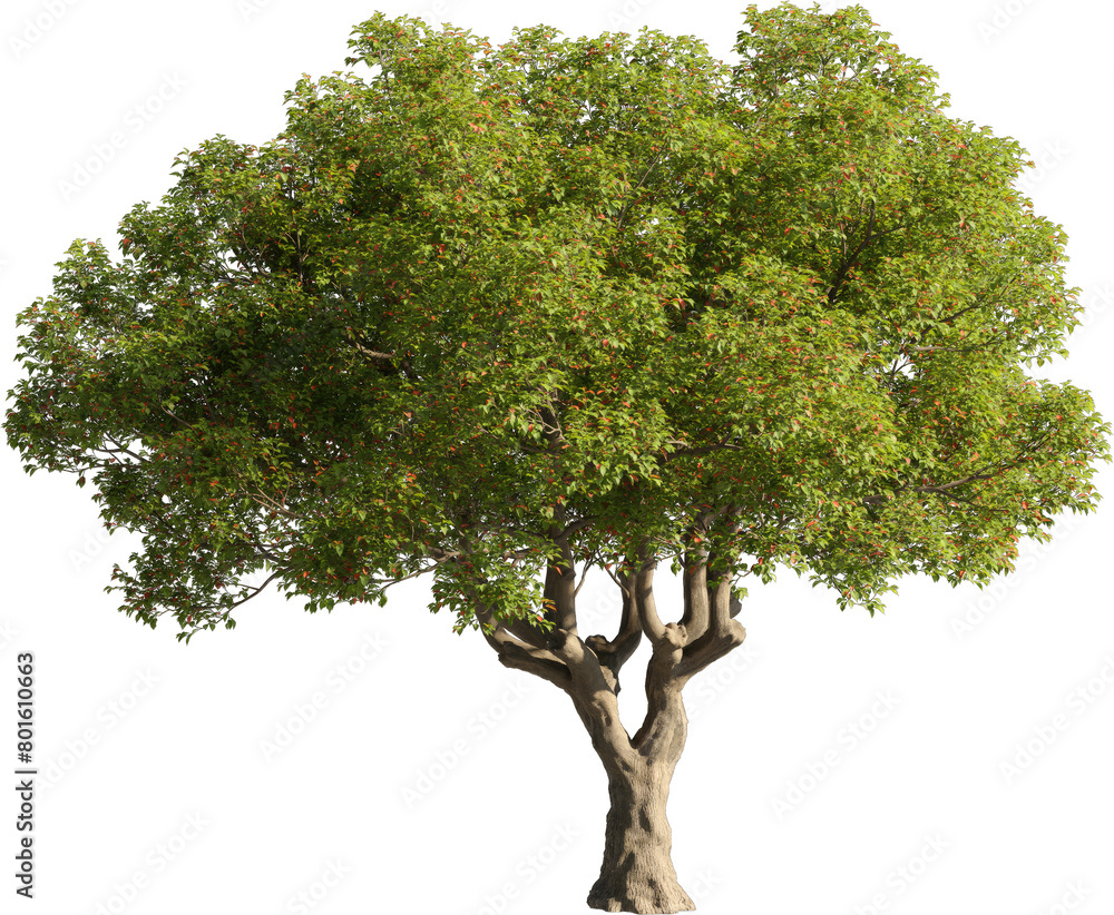 Aufkleber realistic 3d rendering of a tree on transparent background, suitable for architecture visualization,