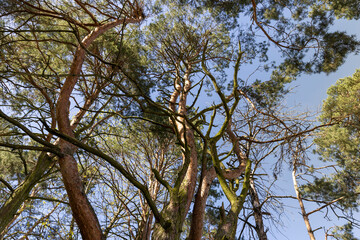tall pines with green foliage in spring