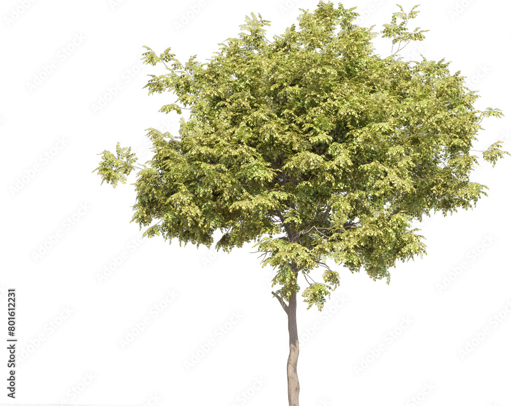 Poster realistic 3d rendering of a tree on transparent background, suitable for architecture visualization,