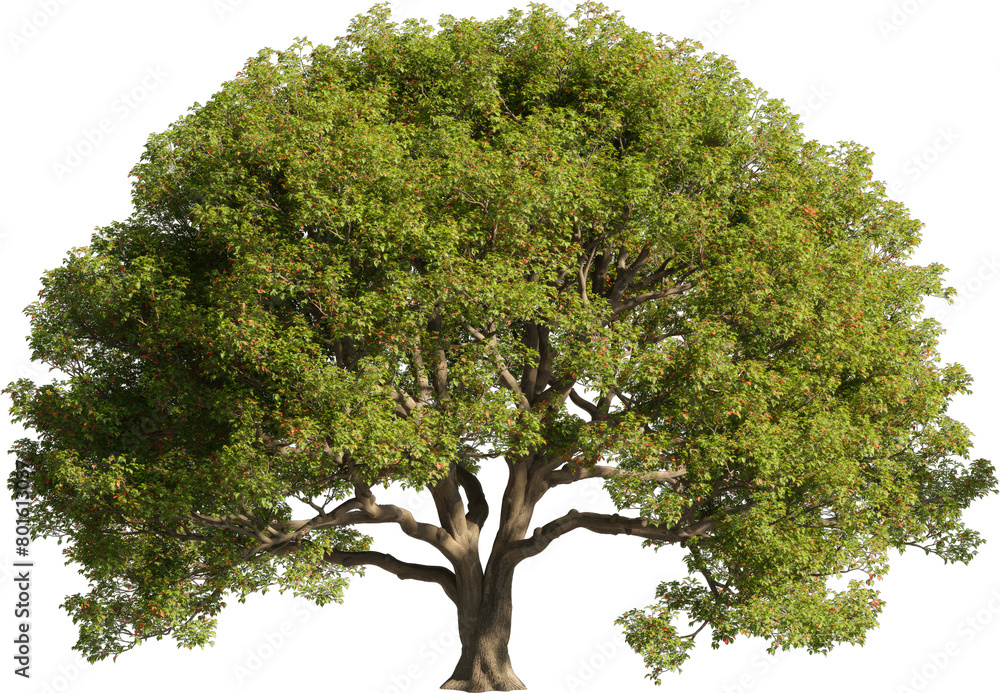 Poster realistic 3d rendering of a tree on transparent background, suitable for architecture visualization,