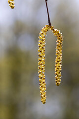 beautiful new birch foliage in sunny weather