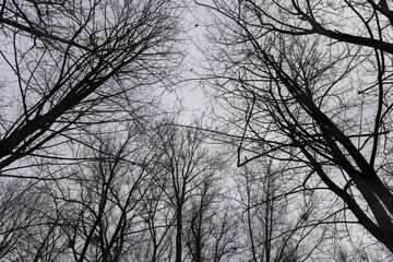 bare branches of maples in the winter season in the park
