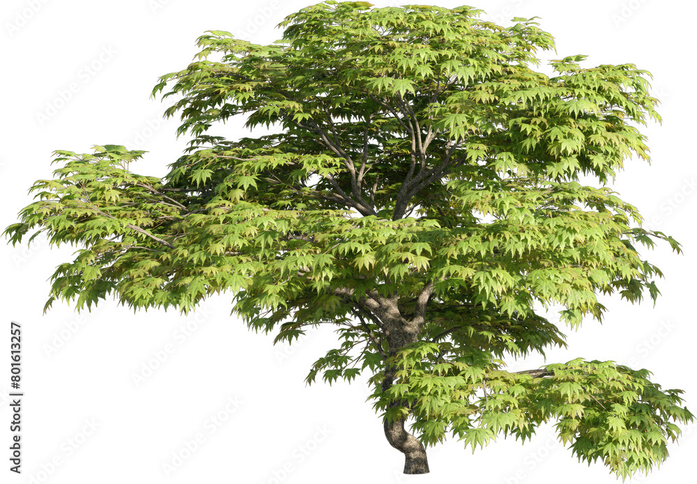 Poster realistic 3d rendering of a tree on transparent background, suitable for architecture visualization,