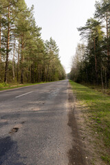 Fototapeta premium an asphalt road in a forest with pine trees in spring
