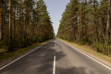 an asphalt road in a forest with pine trees in spring