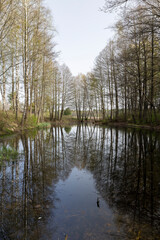 trees and other plants on the territory of a small swamp