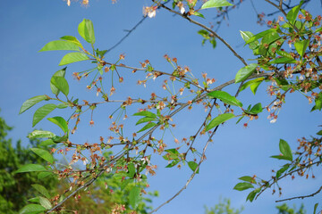 Withered plum blossoms on tree branches - the tree begins to bear fruit.
