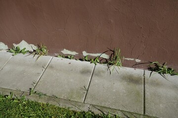Weeds growing into the foundation of a building, plaster and paint peeling off the building wall.