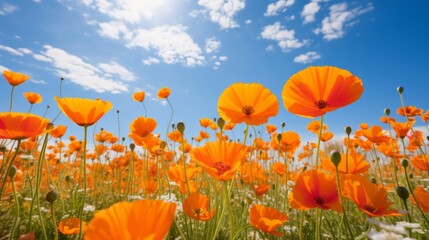 Obraz premium field of flowers