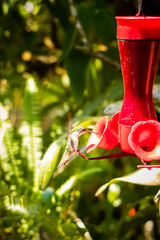 Colibrí © Mario