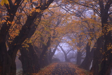 北上展勝地　桜並木の紅葉