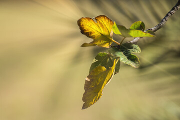 Fig Tree Branch with Yellow and Green Leaves Illuminated by Warm Sunlight. Copy Space