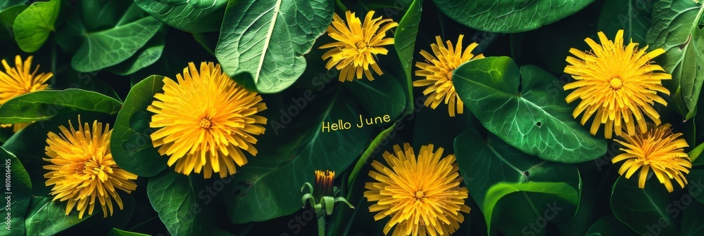 Poster yellow dandelions on the background of green grass, yellow text 
