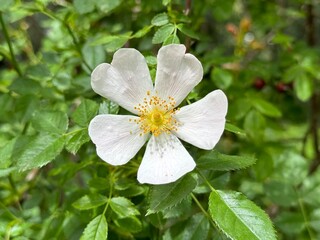 Rosa canina L., Cherokee rose (rosa laevigata) in full bloom, macro and close up photo.
