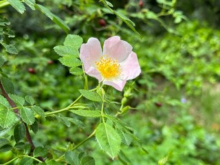 Rosa canina L., Cherokee rose (rosa laevigata) in full bloom, macro and close up photo.

