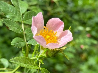 Rosa canina L., Cherokee rose (rosa laevigata) in full bloom, macro and close up photo.
