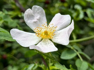 Obraz premium Rosa canina L., Cherokee rose (rosa laevigata) in full bloom, macro and close up photo. 