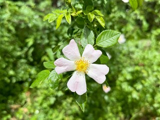 Rosa canina L., Cherokee rose (rosa laevigata) in full bloom, macro and close up photo.
