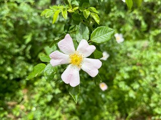 Rosa canina L., Cherokee rose (rosa laevigata) in full bloom, macro and close up photo.
