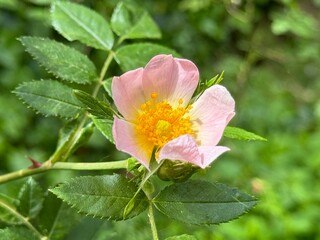 Rosa canina L., Cherokee rose (rosa laevigata) in full bloom, macro and close up photo.
