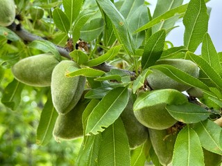 Prunus dulcis, Almond tree and baby almond.
