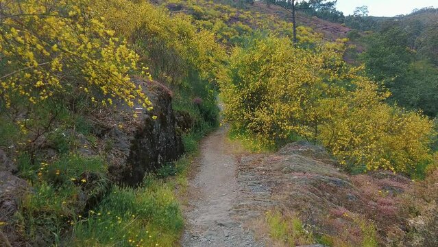 hiking in the hills in Portugal. Summer travel concept, for vlog, YouTube, video. Yellow flowers background. 
