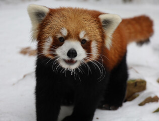 Red panda sitting on snow