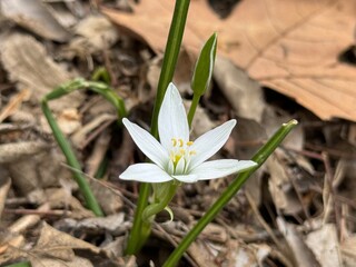 Ornithogalum collinum, Star of Bethlehem, flower, close up.
