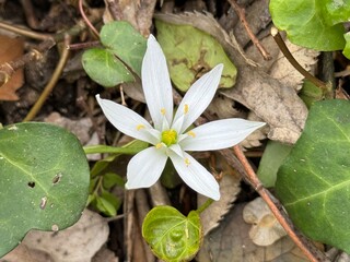Ornithogalum collinum, Star of Bethlehem, flower, close up.
