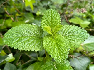 Lemon balm (Melissa officinalis) leaves from the garden, herb plant. 
